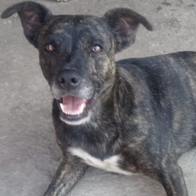 Foto do Juju